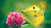Colias hyale Butterfly4332810967 200x110 - Colias hyale Butterfly - hyale, Cutest, Colias, Butterfly
